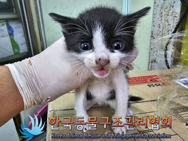 한국동물구조관리협회_411316202300407